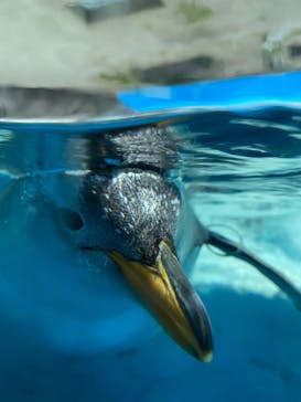 鴨川シーワールドに投稿された画像（2022/6/26）