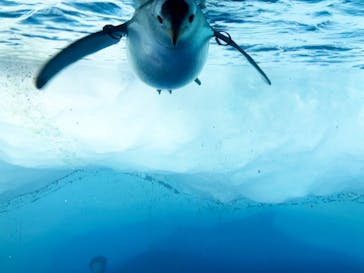 名古屋港水族館に投稿された画像（2022/6/26）