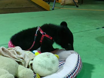 奥飛騨クマ牧場に投稿された画像（2022/6/26）