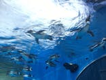 サンシャイン水族館に投稿された画像（2022/6/26）