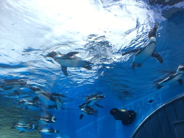 サンシャイン水族館に投稿された画像（2022/6/26）