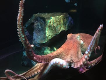 サンシャイン水族館に投稿された画像（2022/6/26）