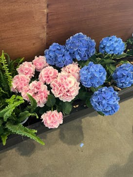 新江ノ島水族館に投稿された画像（2022/6/26）