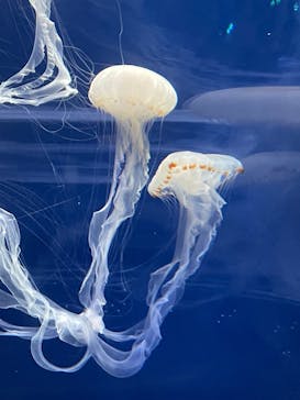 新江ノ島水族館に投稿された画像（2022/6/26）