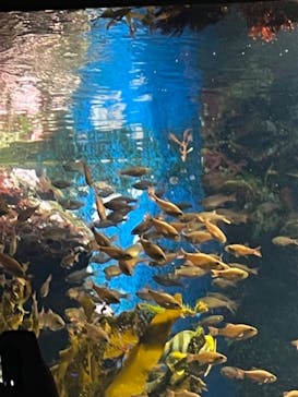 新江ノ島水族館に投稿された画像（2022/6/26）