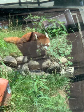 天王寺動物園に投稿された画像（2022/6/26）