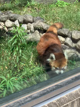 天王寺動物園に投稿された画像（2022/6/26）