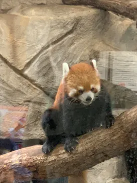 天王寺動物園に投稿された画像（2022/6/26）