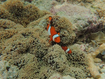 石垣島 ADVENTURE PiPi（イシガキジマアドベンチャーピピ）に投稿された画像（2022/6/26）