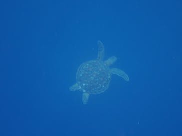 石垣島 ADVENTURE PiPi（イシガキジマアドベンチャーピピ）に投稿された画像（2022/6/26）