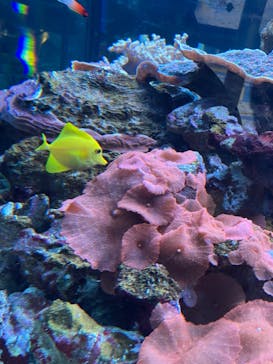 鴨川シーワールドに投稿された画像（2022/6/26）