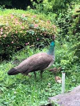 伊豆シャボテン動物公園に投稿された画像（2022/6/26）