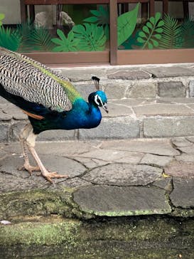 伊豆シャボテン動物公園に投稿された画像（2022/6/26）