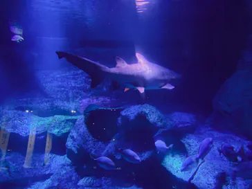 すみだ水族館に投稿された画像（2022/6/26）