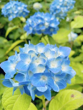 六甲高山植物園に投稿された画像（2022/6/26）