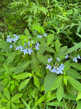 六甲高山植物園に投稿された画像（2022/6/26）