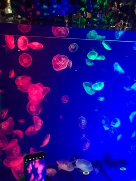 名古屋港水族館に投稿された画像（2022/6/26）