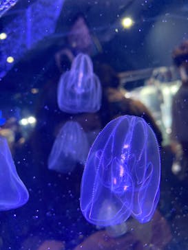 名古屋港水族館に投稿された画像（2022/6/26）