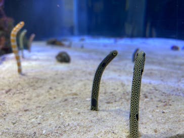 名古屋港水族館に投稿された画像（2022/6/26）