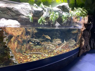 サケのふるさと 千歳水族館に投稿された画像（2022/6/26）