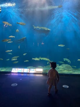 サケのふるさと 千歳水族館に投稿された画像（2022/6/26）