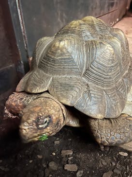 体感型動物園iZooに投稿された画像（2022/6/26）