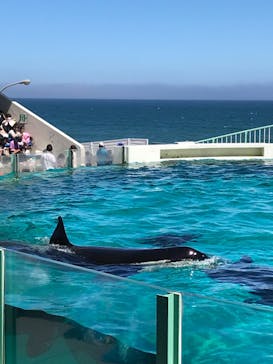 鴨川シーワールドに投稿された画像（2022/6/26）