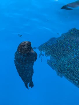 鴨川シーワールドに投稿された画像（2022/6/26）