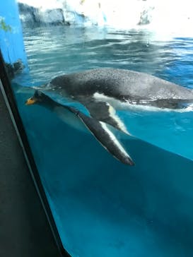 鴨川シーワールドに投稿された画像（2022/6/26）