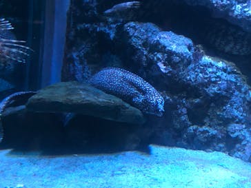 名古屋港水族館に投稿された画像（2022/6/26）