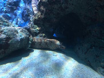 名古屋港水族館に投稿された画像（2022/6/26）