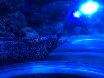 名古屋港水族館に投稿された画像（2022/6/26）
