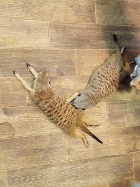 Moff animal world BIGHOPガーデンモール印西店に投稿された画像（2022/6/26）