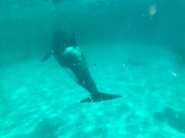 鴨川シーワールドに投稿された画像（2022/6/26）