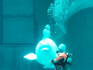 鴨川シーワールドに投稿された画像（2022/6/26）