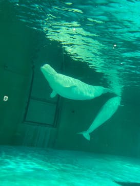 鴨川シーワールドに投稿された画像（2022/6/26）