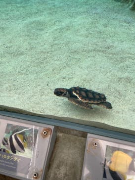 鴨川シーワールドに投稿された画像（2022/6/26）