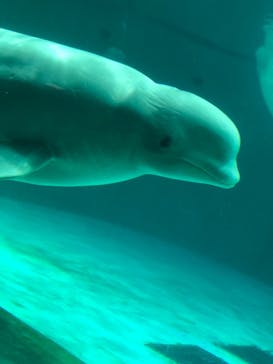 鴨川シーワールドに投稿された画像（2022/6/26）