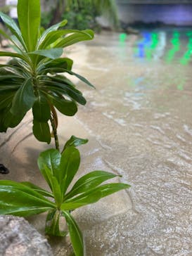 鴨川シーワールドに投稿された画像（2022/6/26）