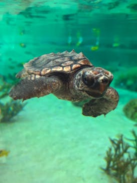 鴨川シーワールドに投稿された画像（2022/6/26）