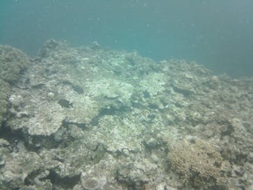 石垣島 ADVENTURE PiPi（イシガキジマアドベンチャーピピ）に投稿された画像（2022/6/26）