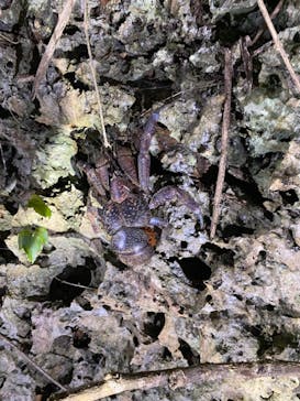 宮古島 ADVENTURE PiPi（ミヤコジマ アドベンチャー ピピ）に投稿された画像（2022/6/26）