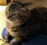 猫カフェモカ　新宿店に投稿された画像（2022/6/27）