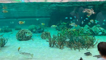 鴨川シーワールドに投稿された画像（2022/6/26）