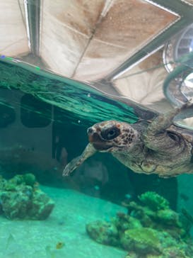 鴨川シーワールドに投稿された画像（2022/6/26）