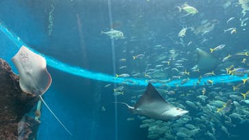 鴨川シーワールドに投稿された画像（2022/6/26）