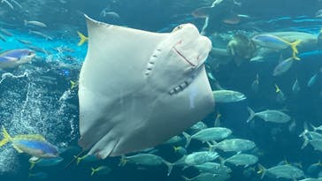 鴨川シーワールドに投稿された画像（2022/6/26）