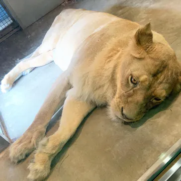 天王寺動物園に投稿された画像（2022/6/27）