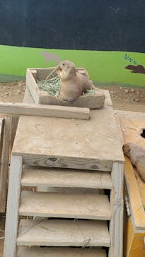 淡路ファームパーク イングランドの丘に投稿された画像（2022/6/27）