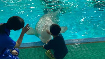 鴨川シーワールドに投稿された画像（2022/6/27）